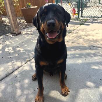 Ajax -  Rottweiler and Mixed Breed Dog for Adoption in Cheyenne, Wyoming - Ajax | PetCurious