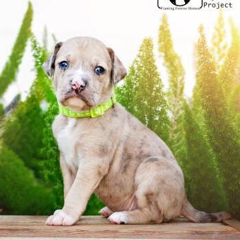 Catahoula Leopard Dog and Coonhound Dogs Available for Adoption - Denali | PetCurious