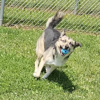 Nikita -  Husky Dog for Adoption in Benton Harbor, Michigan - Nikita | PetCurious