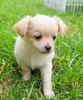 Rescue Chihuahua Dogs for Adoption in Houston, Texas - Brooks | PetCurious