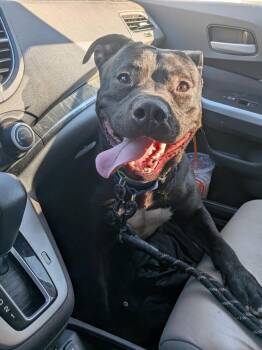 Stitch -  Mixed Breed Dog for Adoption in Hyde Park, New York - Stitch | PetCurious