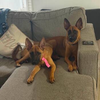 Belgian Shepherd Malinois Dogs Available for Adoption in Lockhart, Texas - Maple | PetCurious