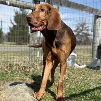 Bloodhound and Mixed Breed Dogs Available for Adoption in Marshall, Virginia - Hope (In Foster) | PetCurious