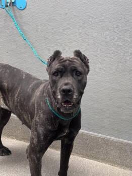 ANDRINA -  Cane Corso Dog for Adoption in Las Vegas, Nevada - ANDRINA | PetCurious