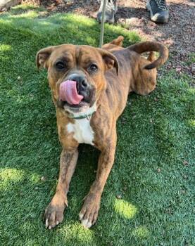 Star -  Pit Bull Terrier Dog for Adoption in Phoenix, Oregon - Star | PetCurious