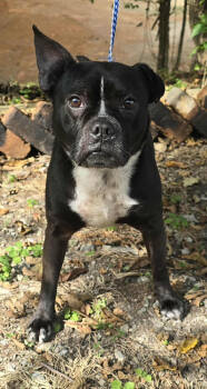 Rescue French Bulldog and Boston Terrier Dogs for Adoption in New York, New York - Apple | PetCurious