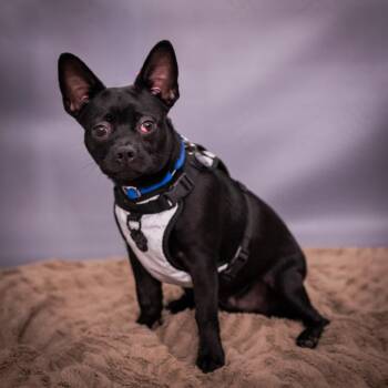 Scrappy D11815 -  French Bulldog and Chihuahua Dog for Adoption - Scrappy D11815 | PetCurious
