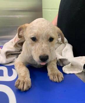 Cattle Dog and Mixed Breed Dogs Available for Adoption - Camry | PetCurious