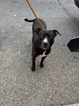 Rescue Mixed Breed Dogs for Adoption in West Chester, Pennsylvania - Alo | PetCurious