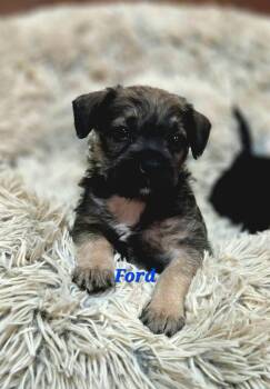 Terrier and Pug Dogs Available for Adoption - Ford | PetCurious