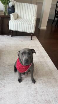 Cora -  Pit Bull Terrier Dog for Adoption in Holly Springs, North Carolina - Cora | PetCurious