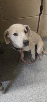 Rescue Mixed Breed Dogs for Adoption in Reidsville, North Carolina - Sid | PetCurious