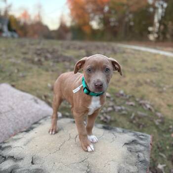 Rescue Pit Bull Terrier Dogs for Adoption - Alice | PetCurious