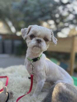 Gem -  Shih Tzu Dog for Adoption in Boise, Idaho - Gem | PetCurious