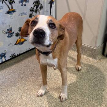 IVHS-Stray-140780 -  Pit Bull Terrier Dog for Adoption in San Gabriel, California - IVHS-Stray-140780 | PetCurious