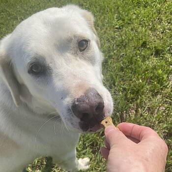 Stuart -  Yellow Labrador Retriever Dog for Adoption in Allegan, Michigan - Stuart | PetCurious