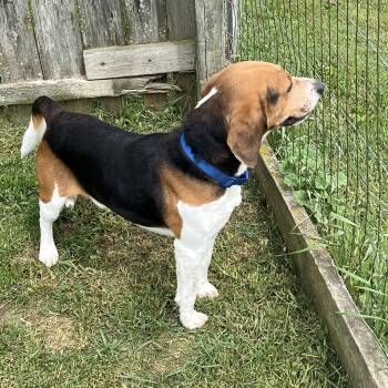 Bobo -  Beagle Dog for Adoption in Elkton, Michigan - Bobo | PetCurious