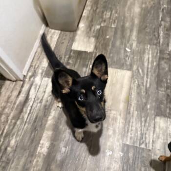 River -  Corgi and Mixed Breed Dog for Adoption in Oklahoma City, Oklahoma - River | PetCurious