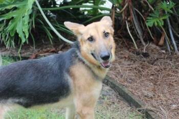 Penny -  German Shepherd Dog Dog for Adoption in Brunswick, Georgia - Penny | PetCurious