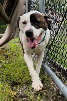 Rescue Tennessee Treeing Brindle and Terrier Dogs for Adoption in Wanaque, New Jersey - Jasper | PetCurious