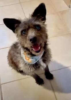 Terrier Dogs Available for Adoption in Escondido, California - Julia | PetCurious