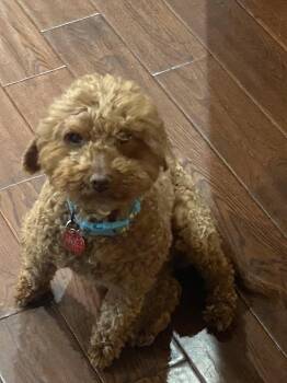 Rose -  Poodle Dog for Adoption in Toronto, Ontario - Rose | PetCurious