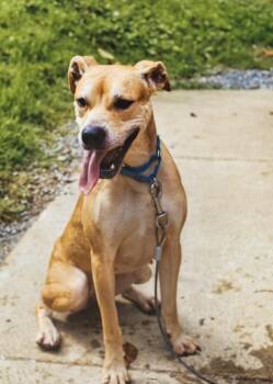 Delilah -  Boxer Dog for Adoption in Grafton, West Virginia - Delilah | PetCurious