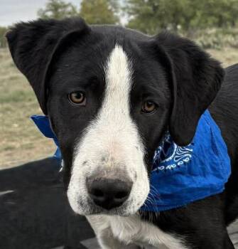 Labrador Retriever and Pointer Dogs Available for Adoption in Boerne, Texas - Slightly | PetCurious