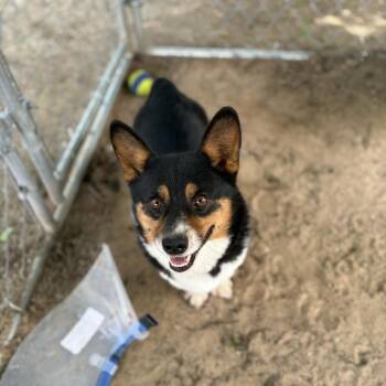 Cardigan Welsh Corgi Dogs Available for Adoption in Stephenville, Texas - Rooster | PetCurious