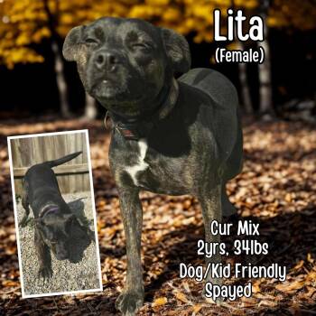 Rescue Mountain Cur Dogs for Adoption in Lancaster, Kentucky - Lita | PetCurious
