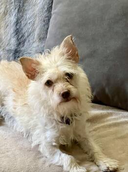 Rescue Yorkshire Terrier and Maltese Dogs for Adoption in Elk Grove, California - Hazel | PetCurious