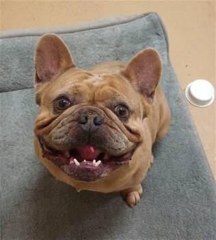 French Bulldog Dogs Available for Adoption in Chula Vista, California - PUMBA | PetCurious