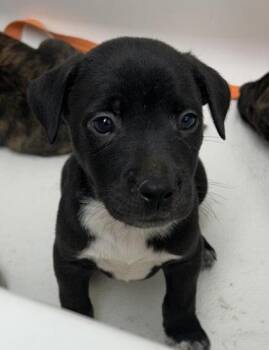 Cyrus -  Terrier and Boxer Dog for Adoption in East Brookfield, Massachusetts - Cyrus | PetCurious
