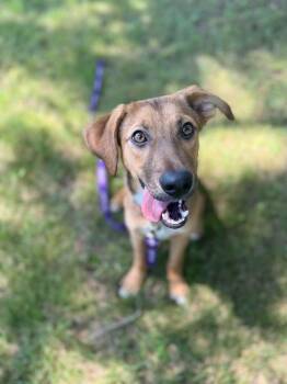 Beep -  Mixed Breed Dog for Adoption in Grand Rapids, Michigan - Beep | PetCurious