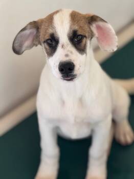 Rescue Cattle Dog and Labrador Retriever Dogs for Adoption in Fort Lupton, Colorado - Quirrel | PetCurious