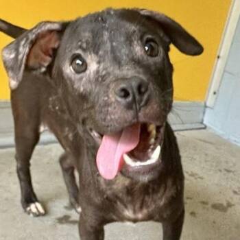 ITALIAN SUB -  Mixed Breed Dog for Adoption in Fernandina Beach, Florida - ITALIAN SUB | PetCurious