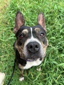 Doris the Lunch Lady -  Pit Bull Terrier Dog for Adoption in Richmond, Virginia - Doris The Lunch Lady | PetCurious