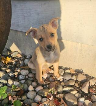 Rescue Husky and Shar Pei Dogs for Adoption in Dorr, Michigan - Tori | PetCurious