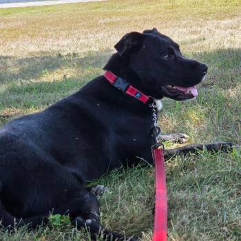 Rescue Black Labrador Retriever and Mixed Breed Dogs for Adoption in Rock Falls, Illinois - Bodie | PetCurious
