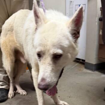 Hero -  German Shepherd Dog Dog for Adoption in Yuma, Arizona - Hero | PetCurious