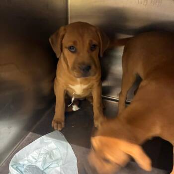 Velvet -  Mixed Breed Dog for Adoption in Corbin, Kentucky - Velvet | PetCurious
