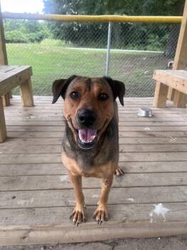 Rose -  Shepherd Dog for Adoption in Colonial Heights, Virginia - Rose | PetCurious