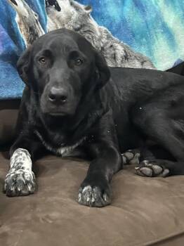 Toby -  Black Labrador Retriever Dog for Adoption in Comanche, Texas - Toby | PetCurious