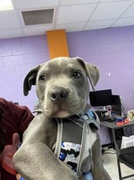 Pit Bull Terrier and Mixed Breed Dogs Available for Adoption - Gunner | PetCurious