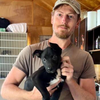 Doodlebug -  Black Labrador Retriever Dog for Adoption in Riverwoods, Illinois - Doodlebug | PetCurious