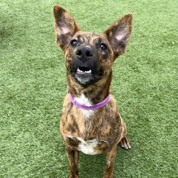 Mixed Breed Dogs Available for Adoption - JOVIE | PetCurious