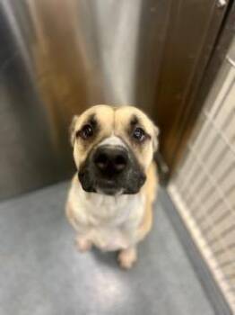 Mixed Breed Dogs Available for Adoption in Dallas, Texas - LINCOLN | PetCurious