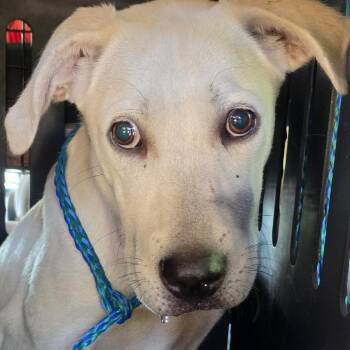 Tyler -  Retriever and Mixed Breed Dog for Adoption in Montgomery, Alabama - Tyler | PetCurious
