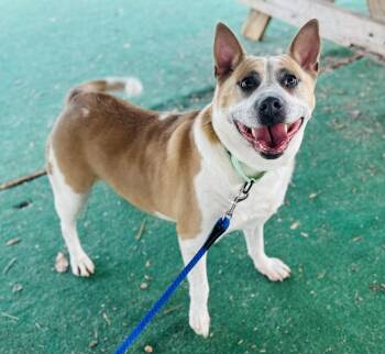 Terrier Dogs Available for Adoption in Clarkesville, Georgia - Pickle (Bio ✅) | PetCurious