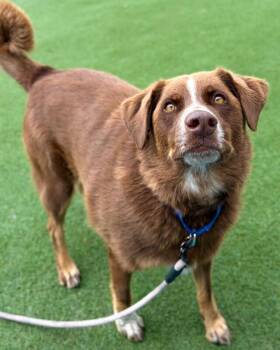 Thurmight -  Australian Cattle Dog Blue Heeler and Mixed Breed Dog for Adoption in Fruit Heights, Utah - Thurmight | PetCurious